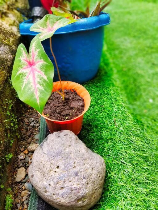 הוילה Poetry Garden Bocas Town Colon Island מראה חיצוני תמונה